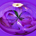 Bougainvillea swirl by ludwigsdiana