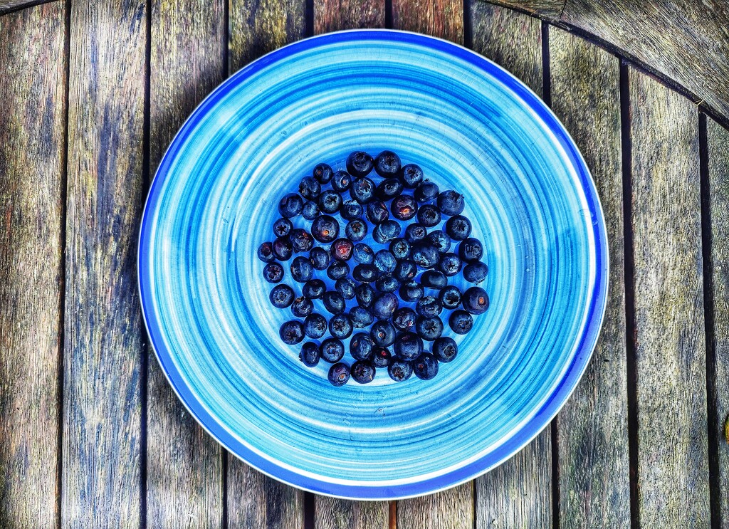 Blueberries  by boxplayer