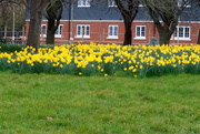 11th Mar 2023 - Daffodils