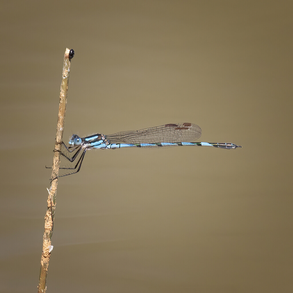 Rainbow Blue Damselfly by bugsy365