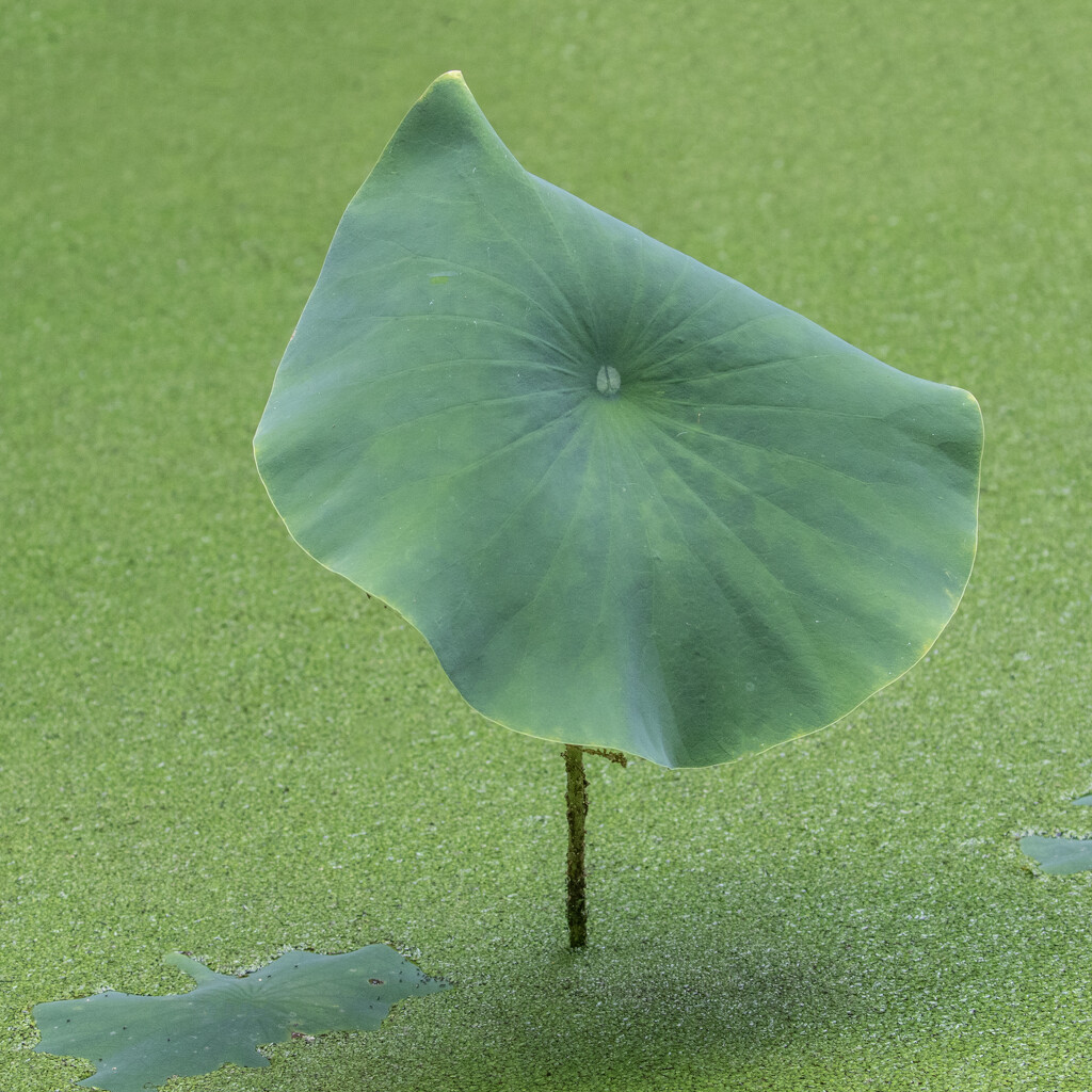 Rainbow Green Lilly Pad by bugsy365