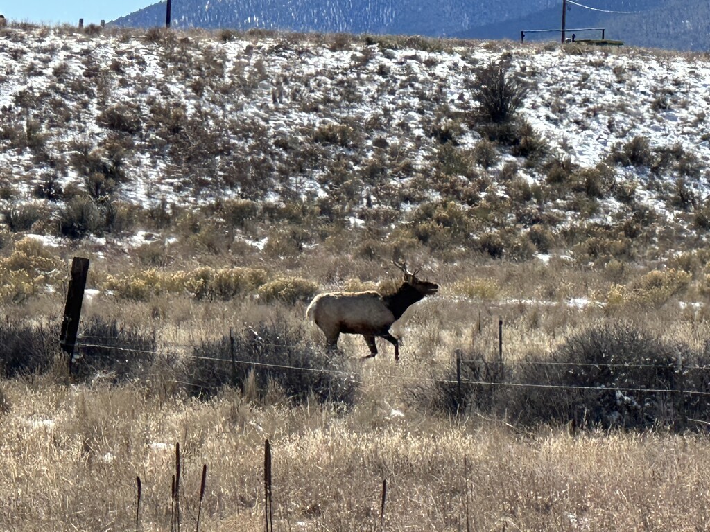 Running Elk by dianefalconer
