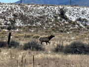 1st Mar 2023 - Running Elk
