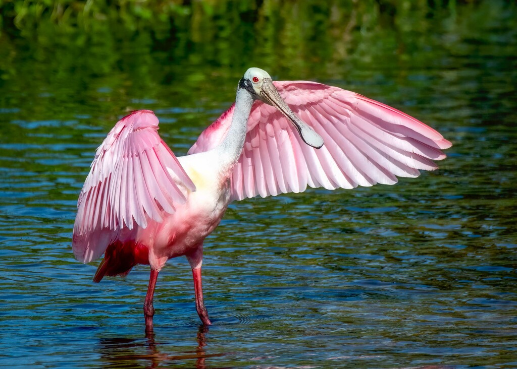 Roseate Spoonbill by photographycrazy
