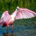 Roseate Spoonbill by photographycrazy