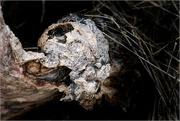 11th Mar 2023 - Skull of a dead tree