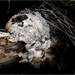 Skull of a dead tree by clifford