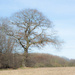 03-11 - Tree by talmon