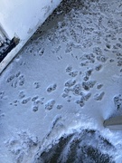 11th Mar 2023 - More Snow, More Tracks 