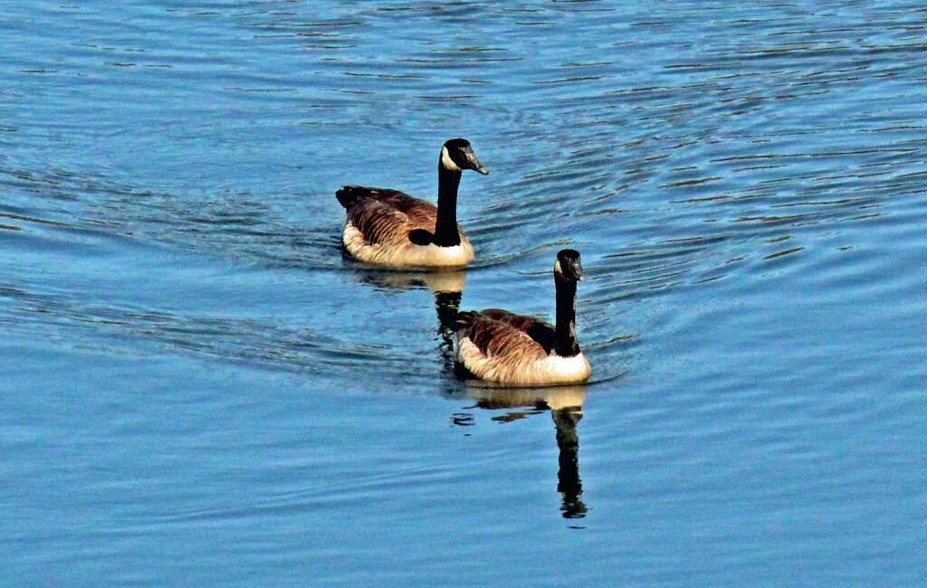 Feb 28 Canadians IMG_1715A by georgegailmcdowellcom