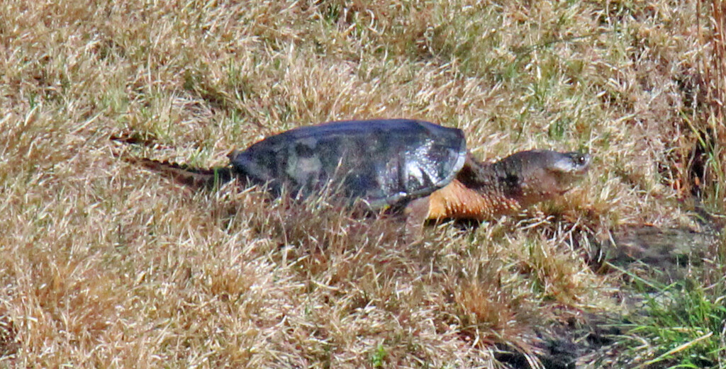 Mar 3 Turtle Head Up Close Up IMG_1761AA by georgegailmcdowellcom