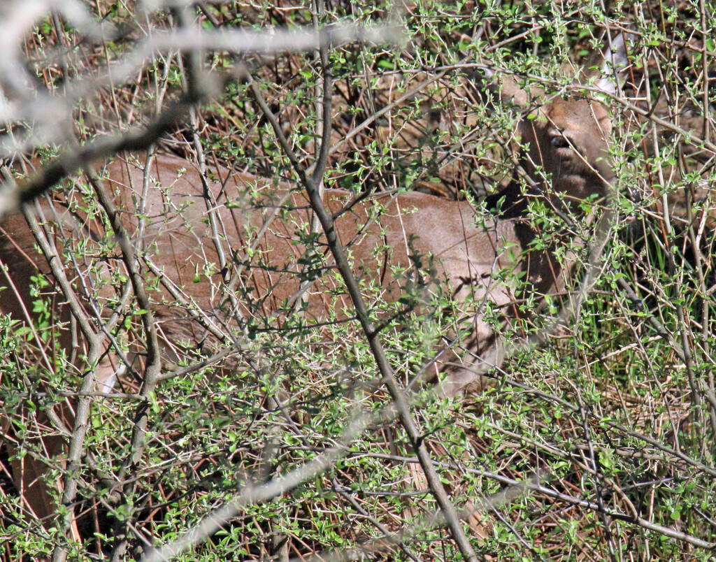 Mar 5 Deer Shining In Sun IMG_1819 by georgegailmcdowellcom