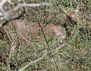 5th Mar 2023 - Mar 5 Deer Shining In Sun IMG_1819