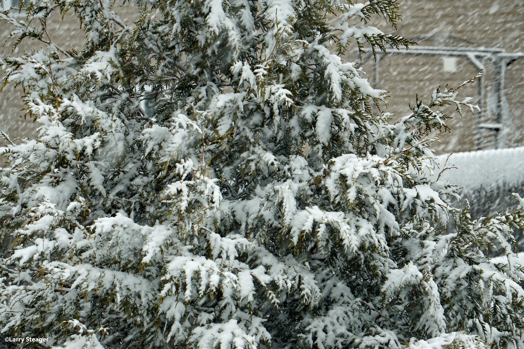 Late winter snow by larrysphotos
