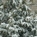 Late winter snow by larrysphotos