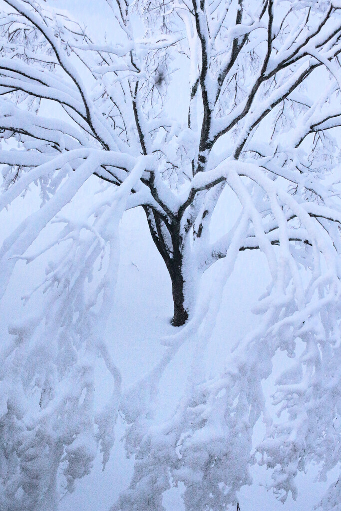 Then the Snow by juliedduncan