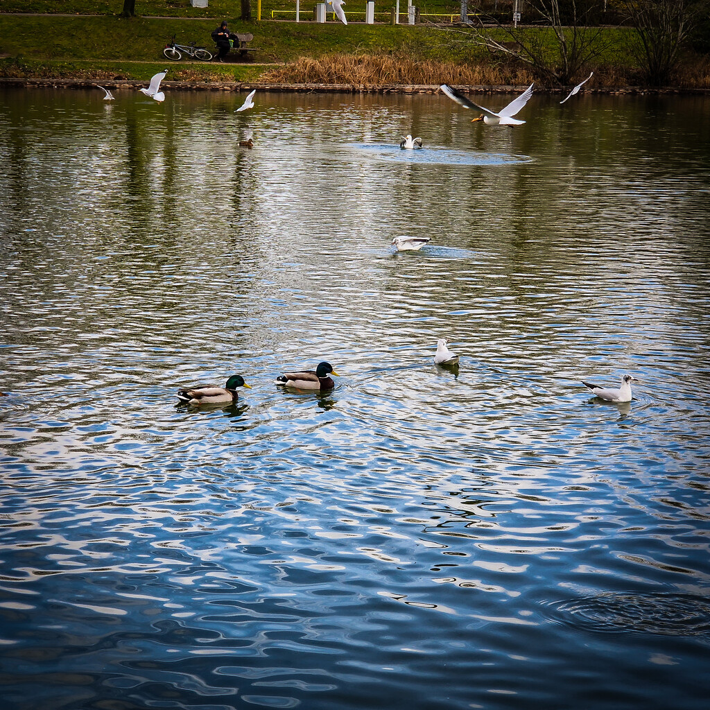 A lunchtime walk to the pond by andyharrisonphotos