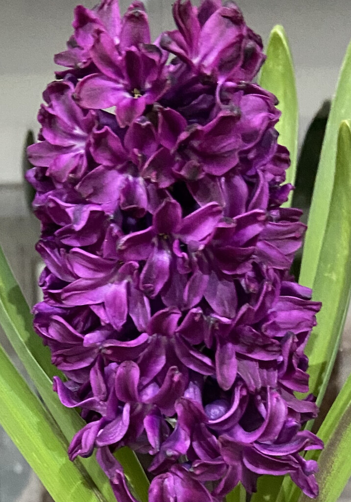 Hyacinth  by hoopydoo