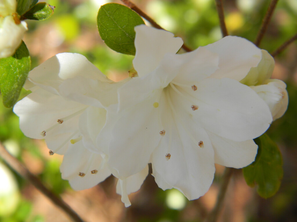 White Azaleas by sfeldphotos