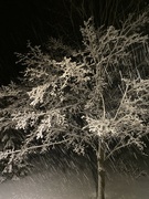 11th Mar 2023 - Snow Trees II