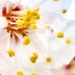 Spring Blossom by joysfocus