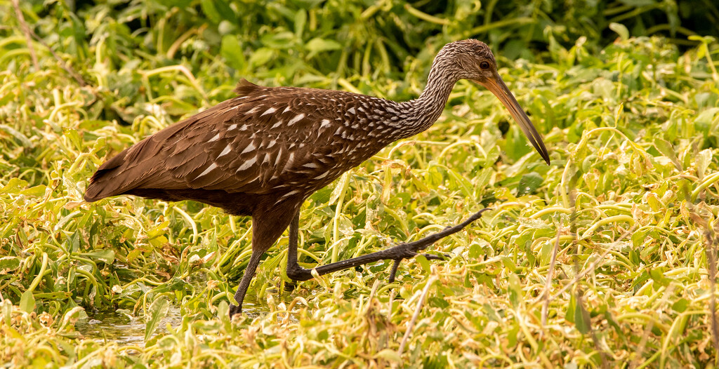 Limpkin Wading in the Marsh! by rickster549