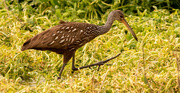 11th Mar 2023 - Limpkin Wading in the Marsh!