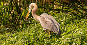 11th Mar 2023 - Blue Heron With a Snack!
