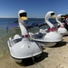 Swans on the Swan by narayani