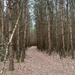 Path of Pines by mattjcuk