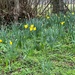 Daffodils by mattjcuk