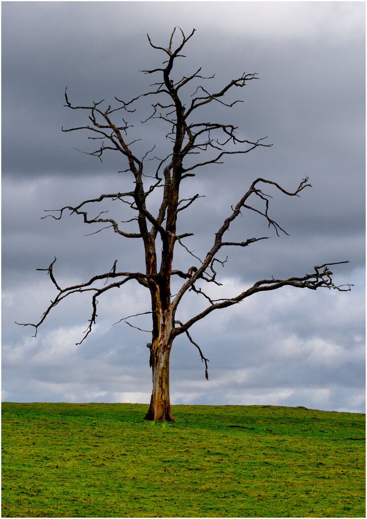 Lone tree by clifford