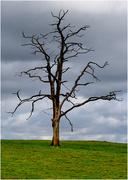12th Mar 2023 - Lone tree