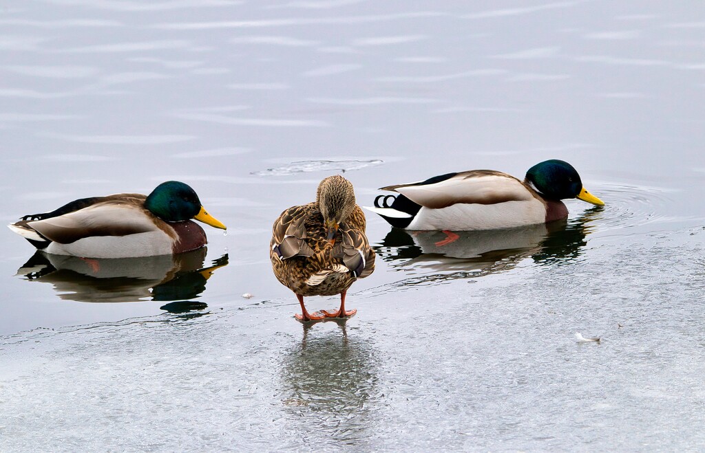 Mallards by okvalle