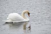 12th Mar 2023 - Swan