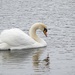 Swan by okvalle
