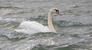 12th Mar 2023 - Mute Swan