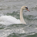 Mute Swan by lifeat60degrees