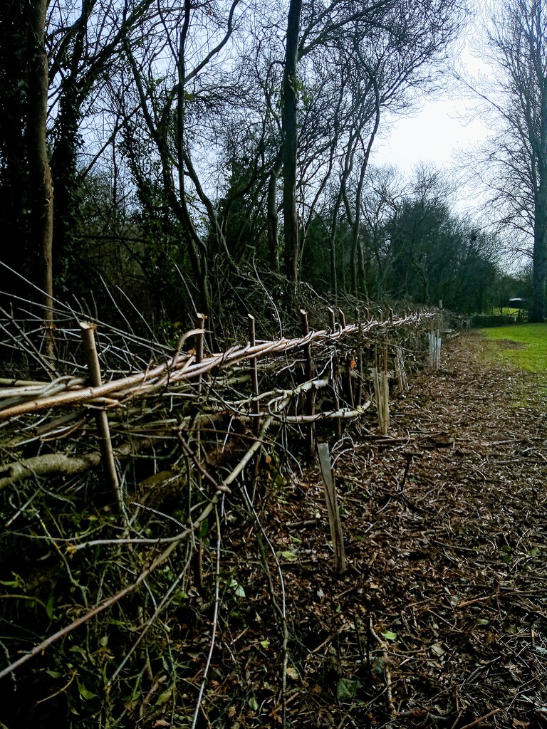 Newly laid hedge by 365projectorgjoworboys
