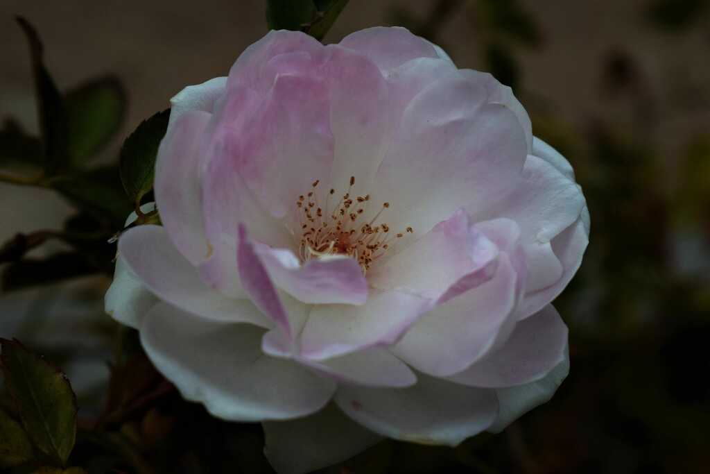 Pink tinged rose by sandlily