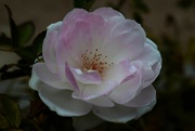 10th Mar 2023 - Pink tinged rose