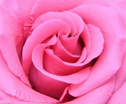 12th Mar 2023 - Pink Rose