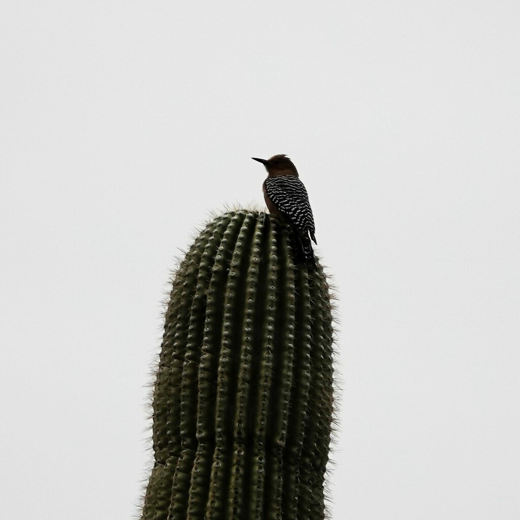 Gila Woodpecker by sandlily