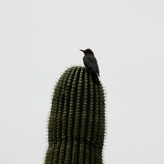11th Mar 2023 - Gila Woodpecker
