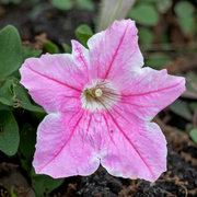 12th Mar 2023 - Pink Petunia