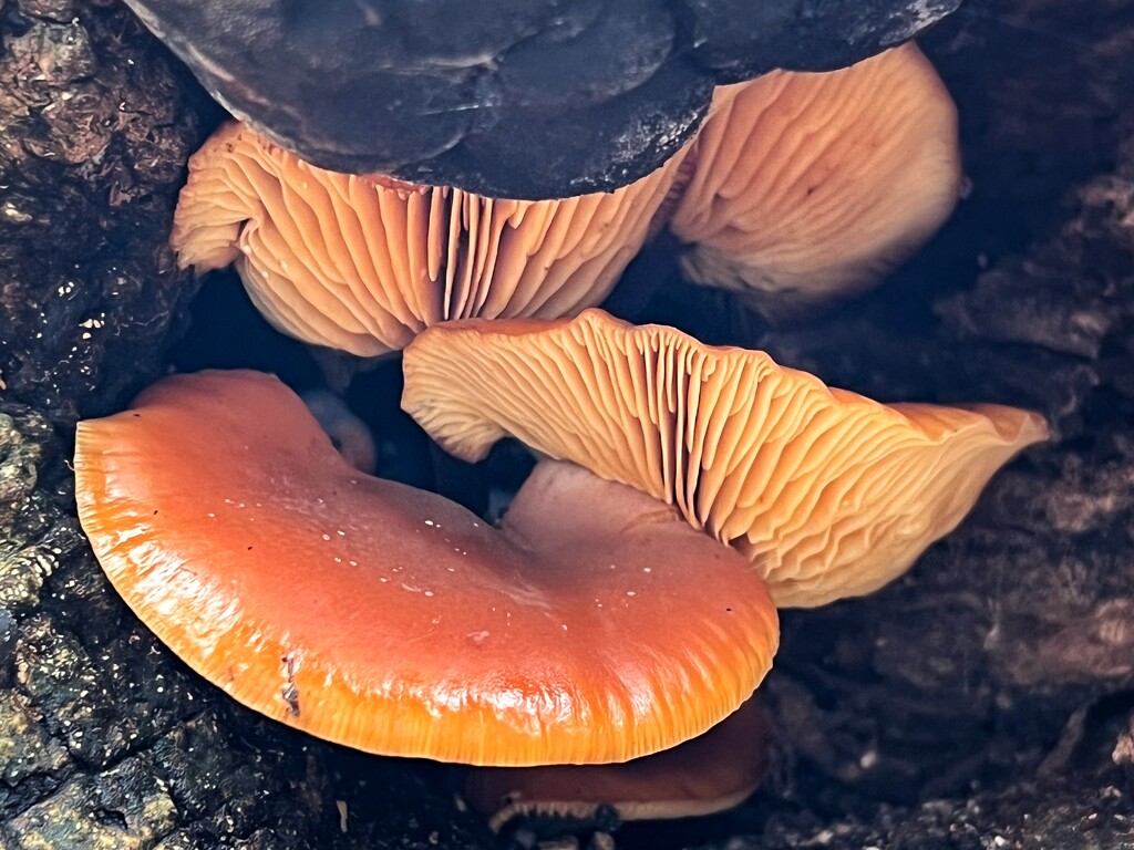 Hidden fungi by gaillambert