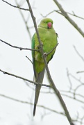 12th Mar 2023 - 2023-03-12 A Parakeet