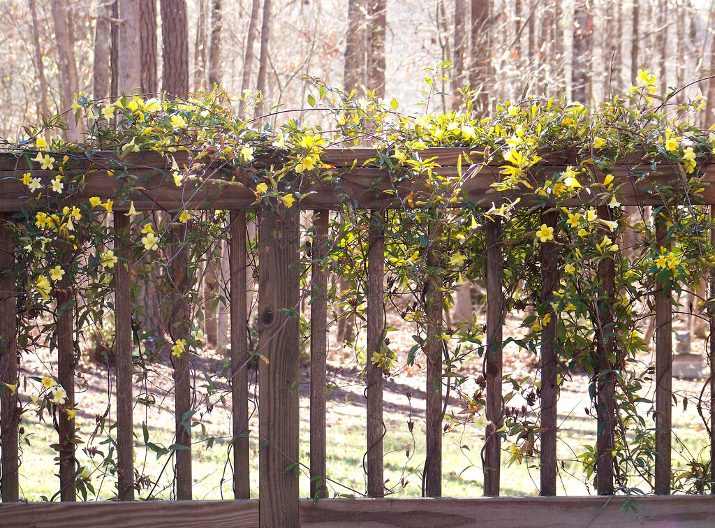 Spring railing... by marlboromaam