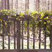 Spring railing... by marlboromaam