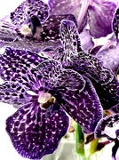 12th Mar 2023 - Orchid Violet - Rainbow 12 